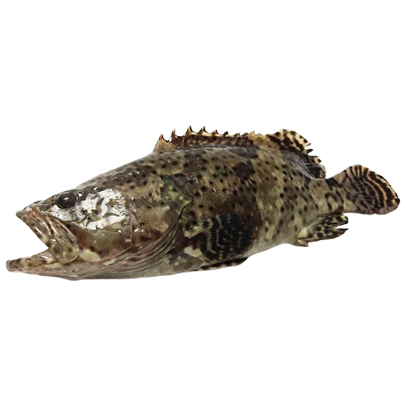 產銷履歷龍虎斑