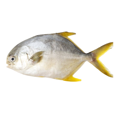 產銷履歷黄金鯧